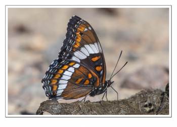 Butterfly on Coyote Turd.jpg